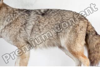 Wolf body photo reference 0004